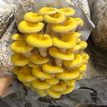 稻草玉米芯种植蘑菇菌种三级栽培石灰家庭养殖食用平菇接种菌diy 榆