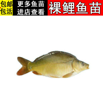 順豐快遞裸鯉魚無甲鯉魚苗活體裸斑無鱗鯉魚魚苗三道鱗德國鏡鯉淡水