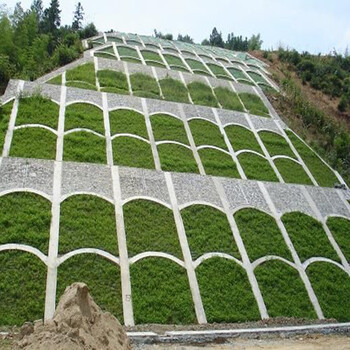 顶研 护坡高羊茅混合草种耐寒护坡覆绿护坡固土河堤护坡矿山道理大