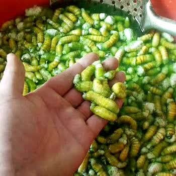 灌云豆丹肉江苏特产新鲜豆虫现擀大青肉果子食用昆虫豆青虫青果肉三瓶保温装 1500克 图片价格品牌报价 京东