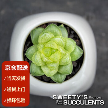 多肉植物樱水晶图片- 京东