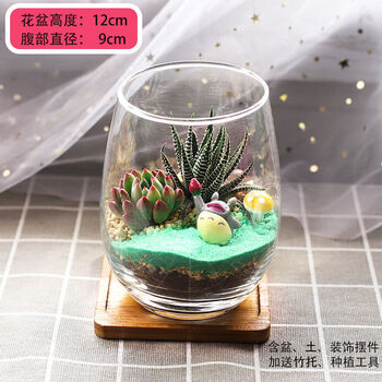 多肉多肉植物组合盆栽绿植微景观办公室diy玻璃瓶花卉杯中龙猫 含托 图片价格品牌报价 京东