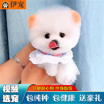 伊宠博美犬幼犬活体纯种茶杯犬宠物狗狗活体小狗活物幼崽血统级母