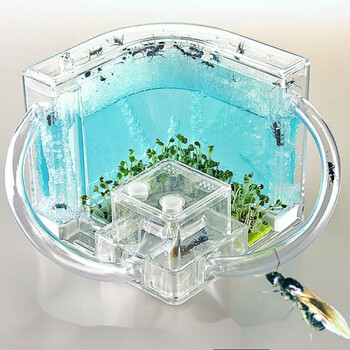 有蚁后蚂蚁巢穴部落家园蚂蚁巢穴活体宠养蚂蚁小孩学习宠物窝盒子