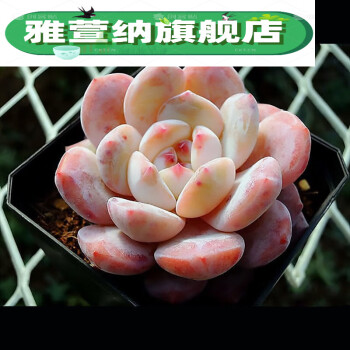 多肉植物批价格报价行情- 京东