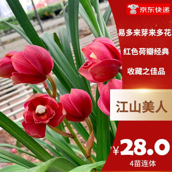 兰花流体相关- 京东