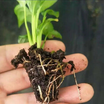 花室内水培土培盆栽四季开花卉植物绿植 不包活白掌幼苗1颗成活率低
