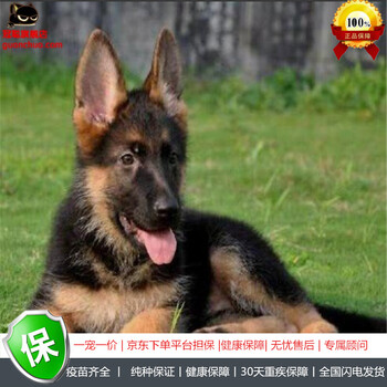 冠聪纯种德国牧羊犬幼犬活体德牧狗狗警犬德系黑背狼狗弓背牧羊犬德国牧羊犬幼犬活体宠物狗狗狼狗精品3号公 图片价格品牌报价 京东