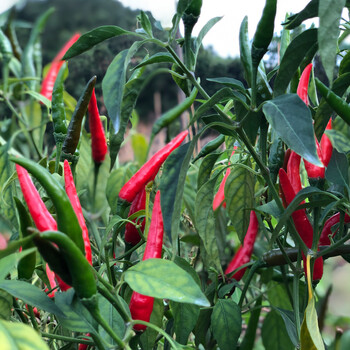 小米辣椒新鲜红辣椒朝天椒5斤农家自种特辣指天尖椒剁椒泡椒偶有断货