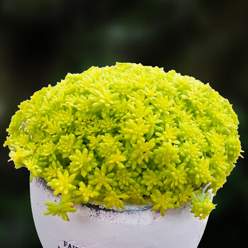 婴儿手指大颗带盆老桩群生多头多肉植物组合盆栽绿植花卉 黄金万年草