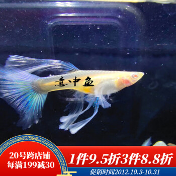 ajaj藍白孔雀魚活體精品純種天空藍緞帶蝶翼粗條大c淡水鳳尾魚 藍白碟