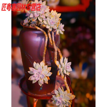 缀化多肉品牌及商品- 京东