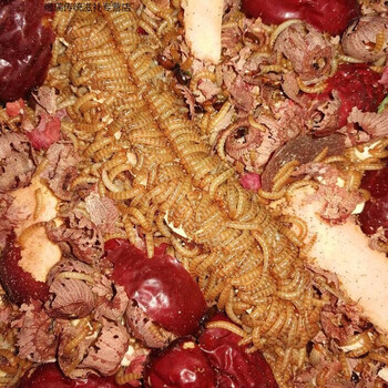 正宗九龙虫九龙虫活体虫洋虫宠物虫长命虫全国包活九龙虫幼虫10克赠