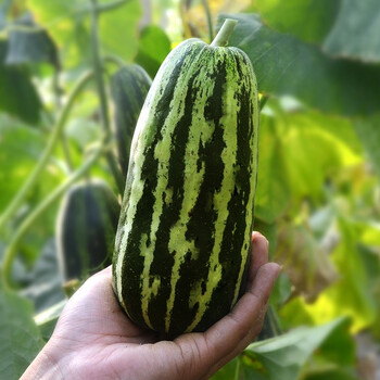 北蔬 花皮菜瓜种子烧瓜酥瓜甜瓜 花皮菜瓜(烧瓜) 种子 3g