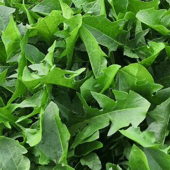 源外园蒲公英新鲜婆婆丁野生现挖野菜嫩叶子整根颗云南草正宗特级 3斤