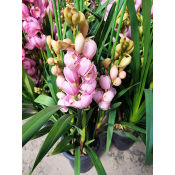 大花蕙兰室内年宵花花卉盆栽兰花剑兰室内带花苞润景 福娘5只 含盆