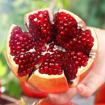 青尊园突尼斯软籽石榴水果礼盒新鲜整箱当季时令红宝石会理无籽石榴9