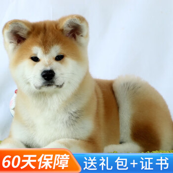秋田犬白- 京东