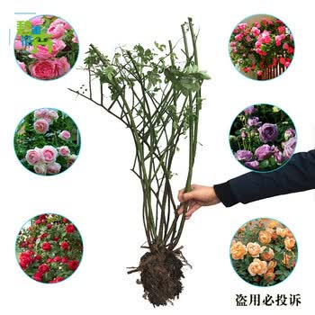 五月蔷薇怎么样 京东