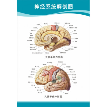 醫院科室掛圖醫院科室頭部腦神經人體解剖結構示意圖大腦血液循環醫學