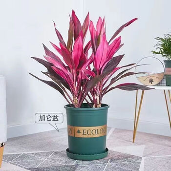 姬卉新款朱蕉竹鸿运竹春冬季红土养带根盆栽植物绿植花卉室内客厅土培