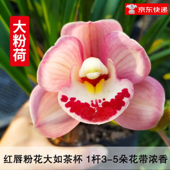 兰花流体相关- 京东