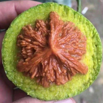 三棱核桃 野生文山三棱核桃平谷元宝龟甲纹云铁粗筋三棱