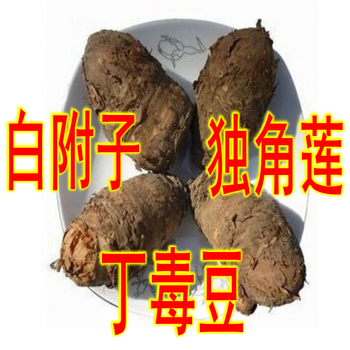 新鲜独角莲丁毒豆种球种子育苗种子一斤