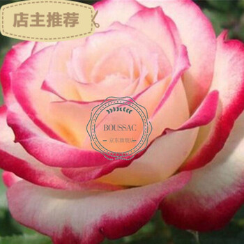 四季开花庭院阳台桌面绿植盆栽花卉观花植物室内花蔷薇月季花苗鱼人