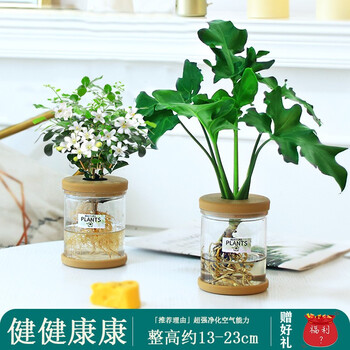 办公室防辐射水培养生植物绿植室内盆栽好养活富贵竹九里香小盆栽 健健康康 小天使 九里香 创意新款盆 图片价格品牌报价 京东