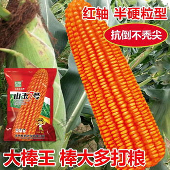 细辛山玉7号玉米种子矮杆抗倒云贵川稳产硬粒红大棒玉米种子耐旱苞谷