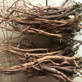 三尖山春季野生中药材甜地丁草萝卜地丁紫花地丁鸡丁草老鼠布袋 干货