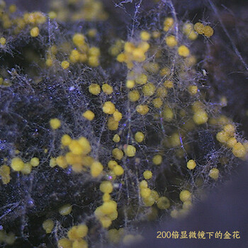 白沙溪茶叶安化黑茶老字号金花茯砖茶建厂83周年纪念茶叶礼盒2kg送礼袋