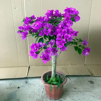 带花三角梅老桩盆栽树苗花卉盆栽绿植盆景爬藤室内外观花植物 店长推荐 棒棒糖 云南紫 小老桩 含育苗盆土 图片价格品牌报价 京东