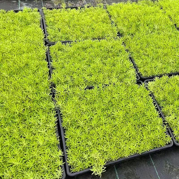 荣航金叶佛甲草耐寒耐热旱多年生四季常绿绿植别墅屋顶绿化佛甲草盆栽