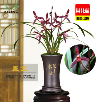 建兰名品价格报价行情- 京东