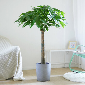 发财树 室内盆栽植物 盆景绿植大型植物客厅大盆栽 单杆发财树-高1.