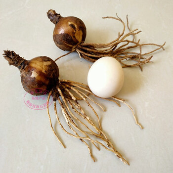 曼珠沙华种球盆栽石蒜种球彼岸花种子超大5年球根z6 红色大球2颗其他 图片价格品牌报价 京东