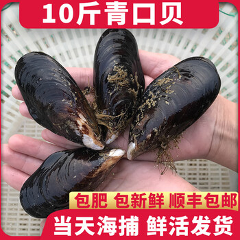 青口贝鲜活大号新鲜野生海虹淡菜贻贝海鲜水产贝类3斤5斤10斤3斤装