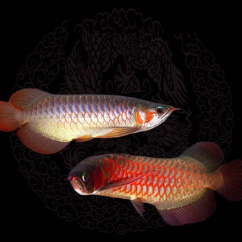 印尼新加坡印度活体金龙鱼观赏鱼热带鱼尺寸多品相佳可预订金头过背