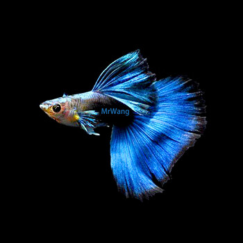 kjhgf德国进口德系蓝礼服缎带精品兰礼服孔雀鱼观赏鱼热带鱼凤尾鱼
