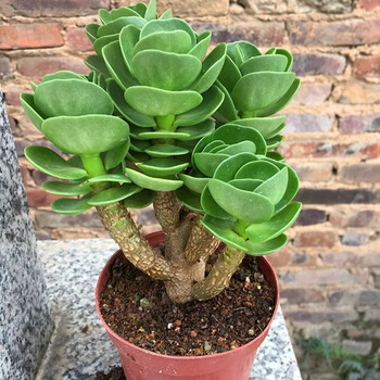 小鲜肉 金钱木多头老桩多肉植物含盆含土花卉绿植组合盆栽办公室桌面绿植多肉1盆 原盆原土发货 图片价格品牌报价 京东