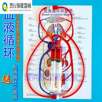 人体循环系统型号规格- 京东