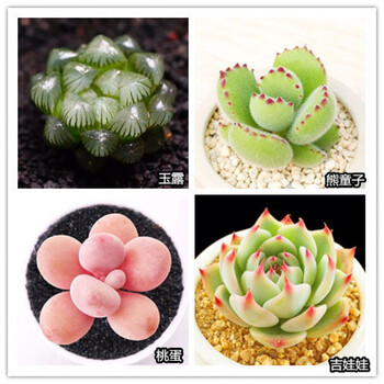 精选 多肉植物肉肉植物组合小盆栽室内稀有多肉套餐多肉植物新款精品4颗如图品种 盆土 图片价格品牌报价 京东