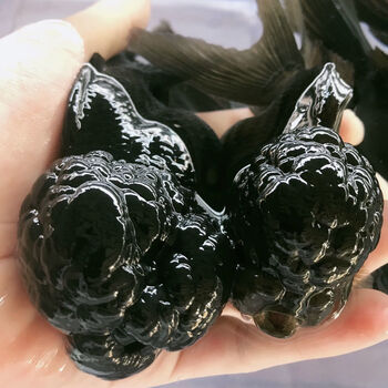 精品纯黑狮子头金鱼活体观赏鱼水族宠物国狮冷淡水鱼招财国粹包活 1条