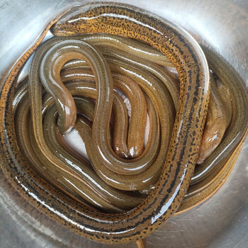 野生黄鳝原生态野外捕捉鲜活新鲜黄鳝鱼长鱼新鲜野生鳝鱼营养盘鳝