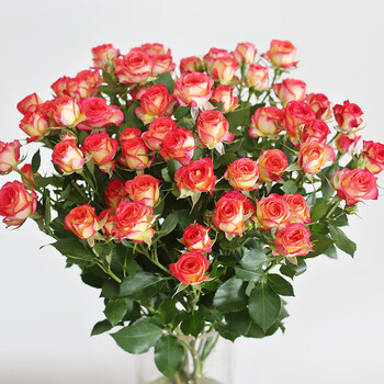 玫瑰花鲜花云南直发批速递家用a级水养蔷薇泡泡花束顺丰 爱丽丝多头玫