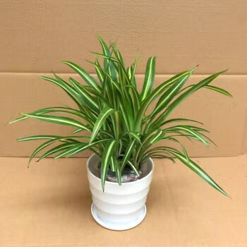 【现货现发】金边吊兰金心吊篮盆栽绿植植物花卉净化空气吸批发办公室