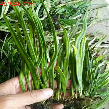 官方旗舰伟博话石草250g肾精茶缅甸话石草结石茶