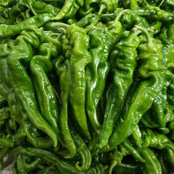 新鲜螺丝椒薄皮青椒香辣特辣农家自种皱皮辣椒 2斤
